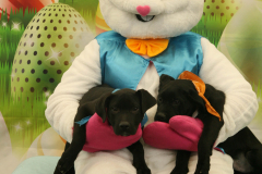 Second-Chance-For-Pets-Easter-Part-1-106