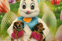 Second-Chance-For-Pets-Easter-Part-1-107