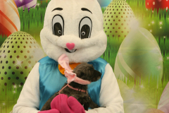 Second-Chance-For-Pets-Easter-Part-1-11