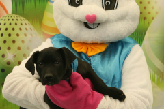 Second-Chance-For-Pets-Easter-Part-1-111