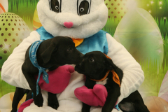 Second-Chance-For-Pets-Easter-Part-1-113