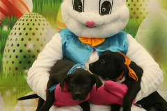 Second-Chance-For-Pets-Easter-Part-1-117