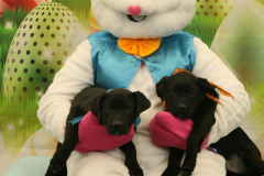 Second-Chance-For-Pets-Easter-Part-1-118