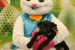 Second-Chance-For-Pets-Easter-Part-1-119
