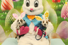 Second-Chance-For-Pets-Easter-Part-1-176