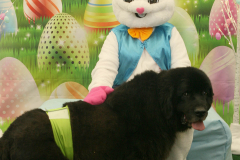 Second-Chance-For-Pets-Easter-Part-1-195