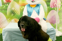 Second-Chance-For-Pets-Easter-Part-1-198