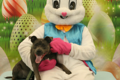 Second-Chance-For-Pets-Easter-Part-1-47