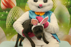 Second-Chance-For-Pets-Easter-Part-1-48