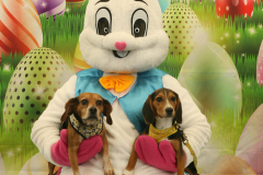 Second-Chance-For-Pets-Easter-Part-1-96