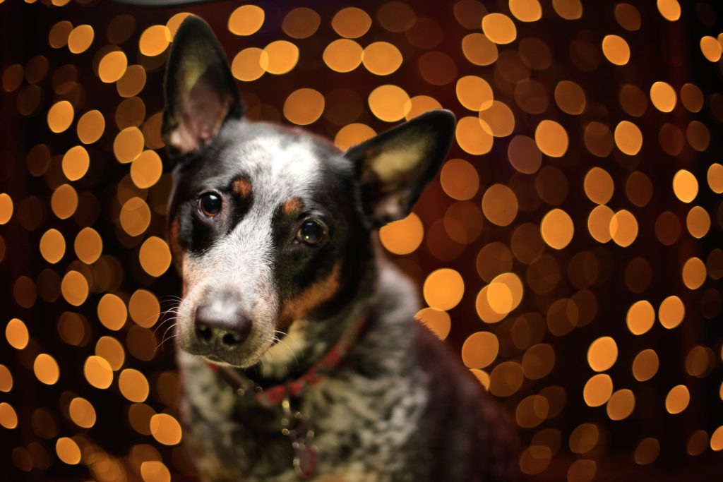 Christmas Pet Portrait Photography How-to in Real-Time! – Benjamin