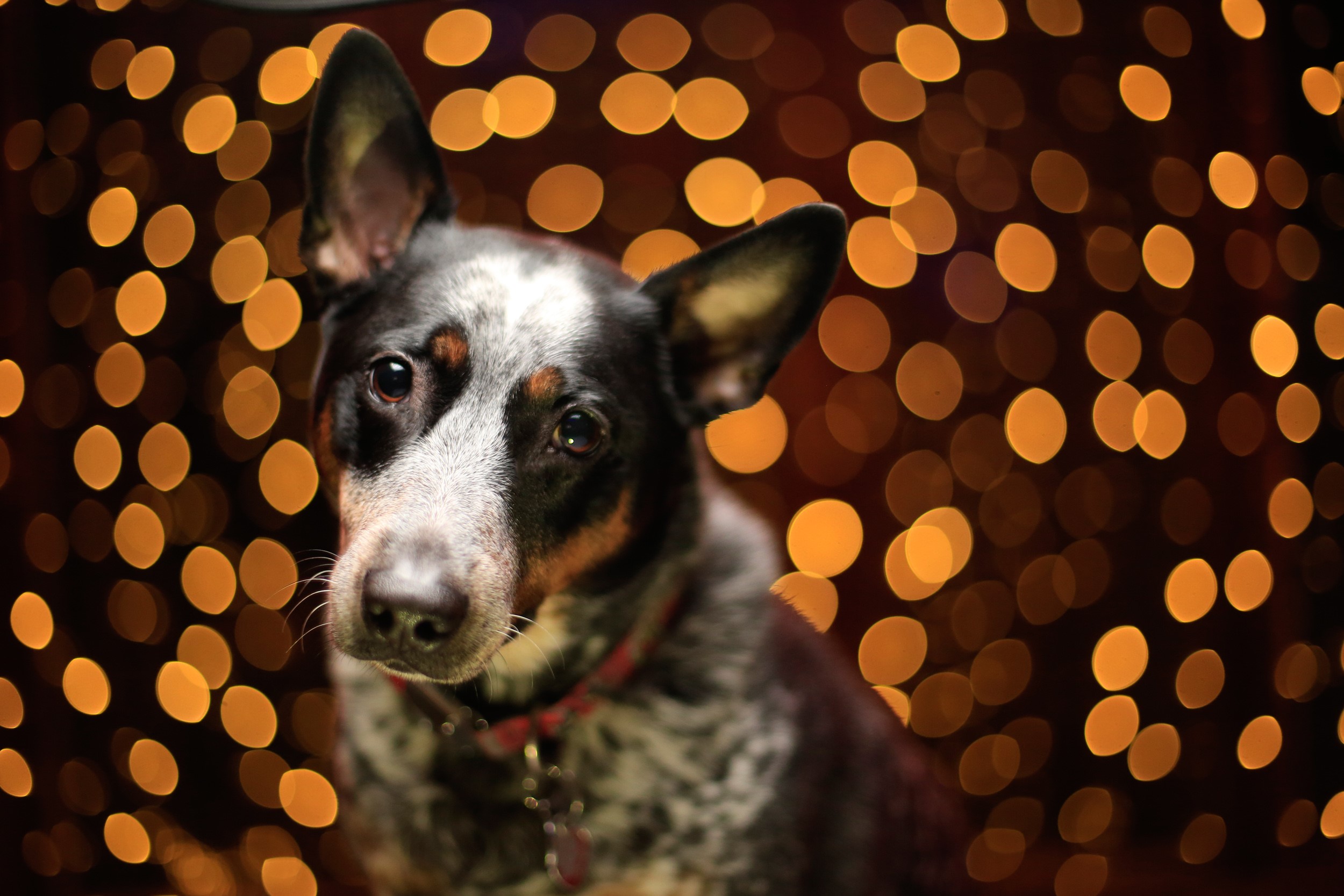 Christmas Pet Portrait Photography How-to in Real-Time! \u2013 Benjamin ...